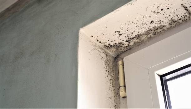 Best Water Damage & Mold Remediation  in Oak Hill, FL