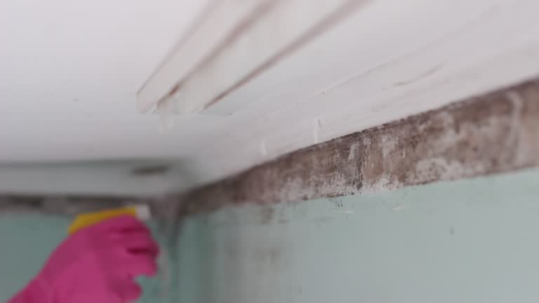 Best Mold Remediation for Healthcare Facilities  in Oak Hill, FL