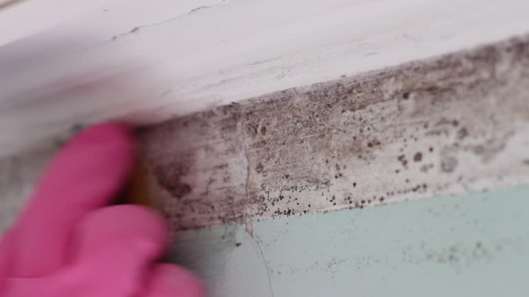 Best Residential Mold Inspection & Testing  in Oak Hill, FL
